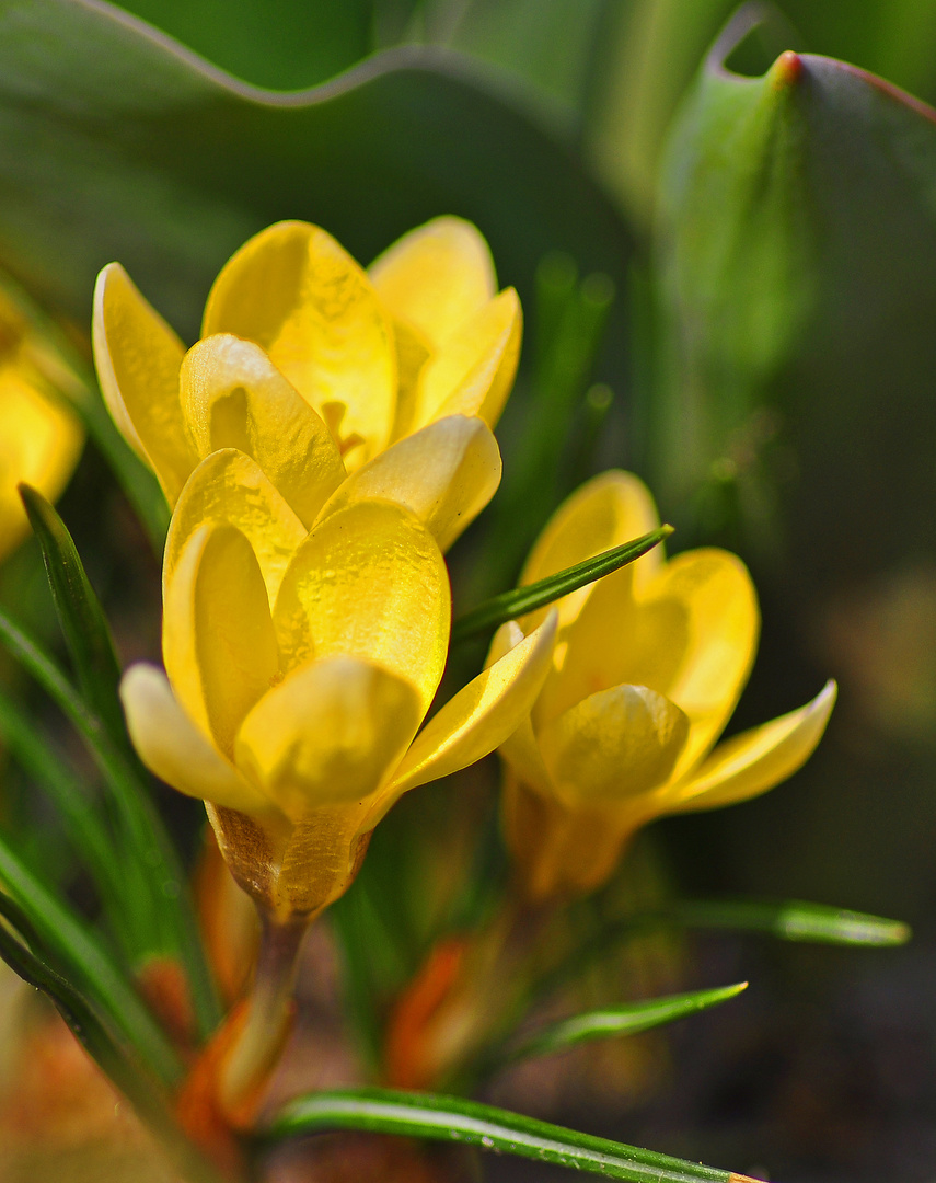 Frühling