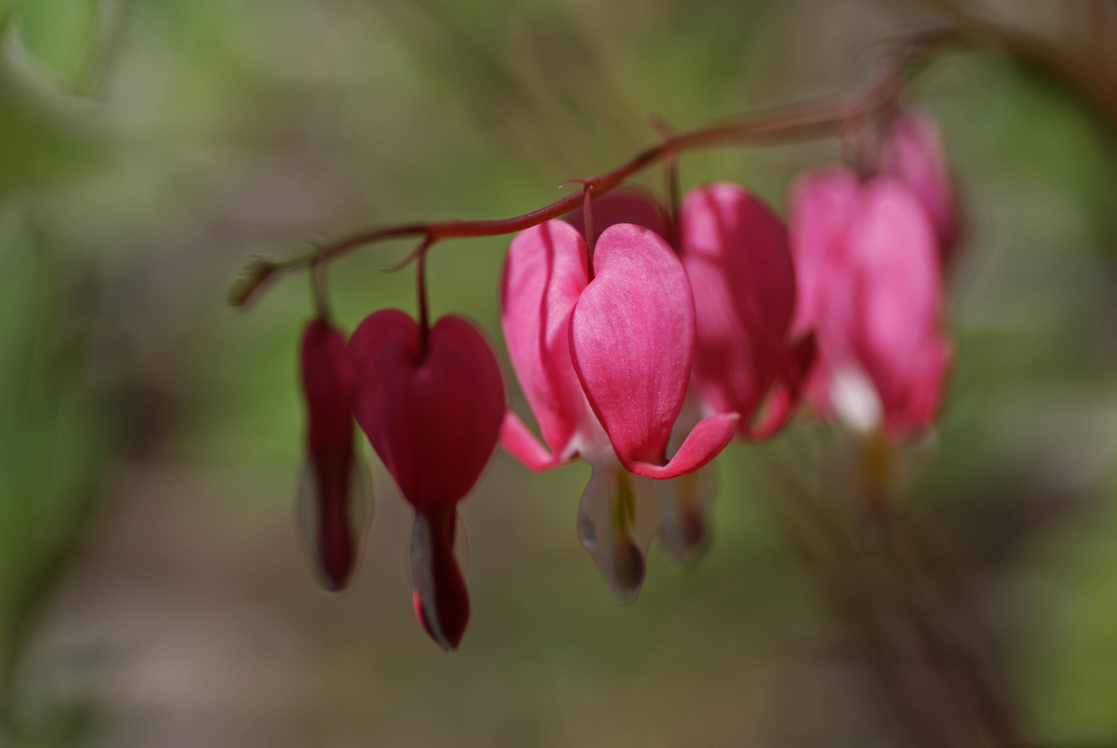 Frühling