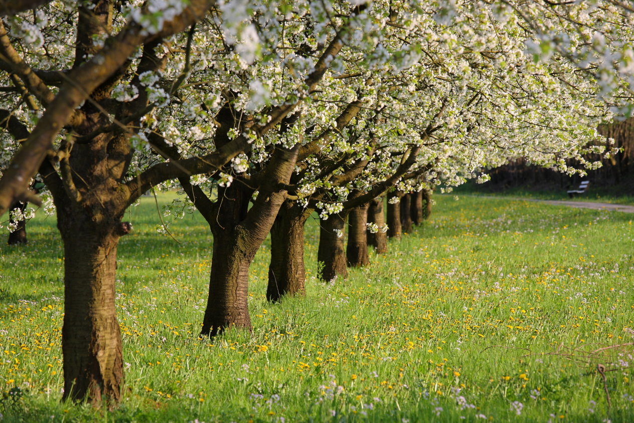 Frühling