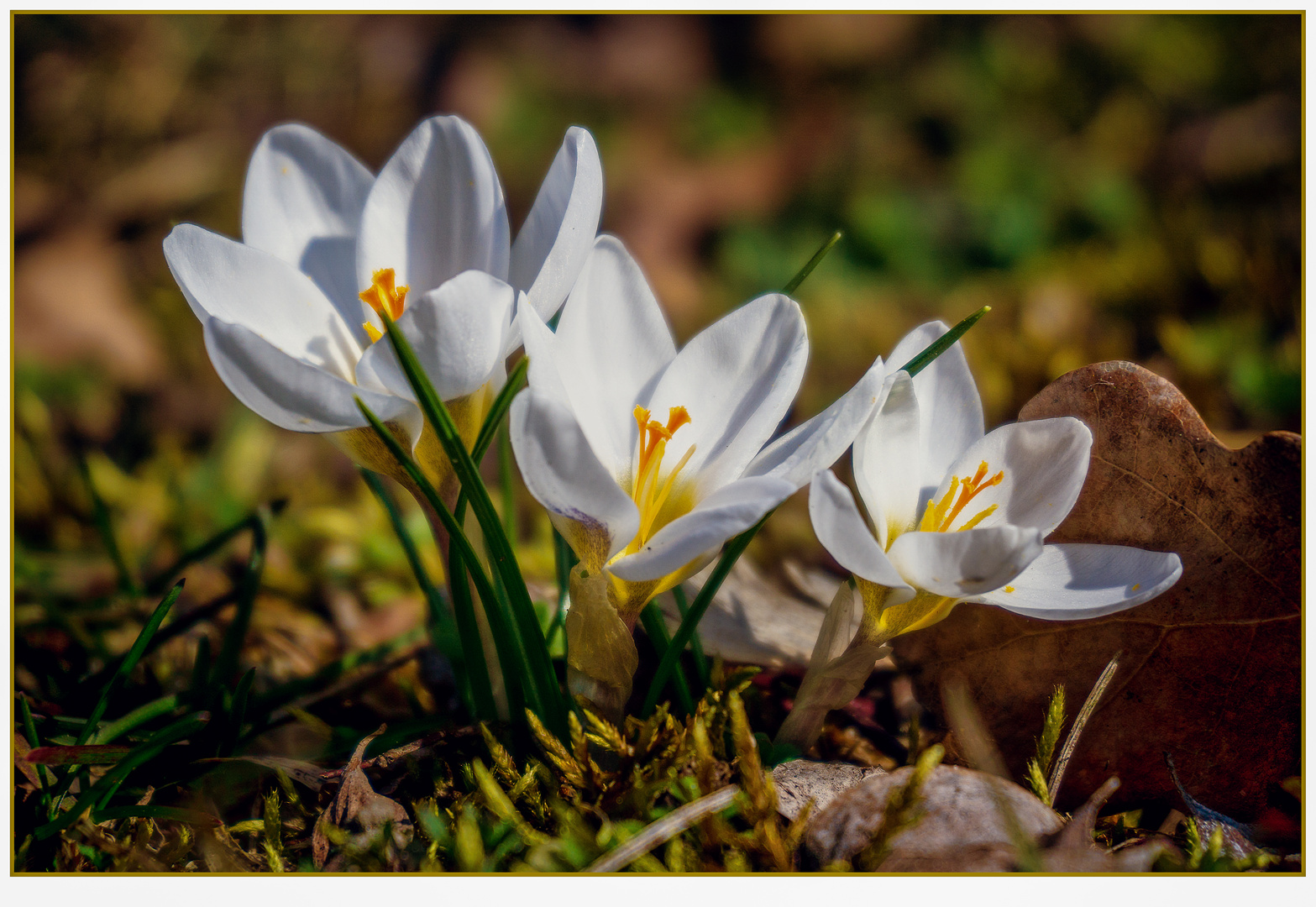 Frühling