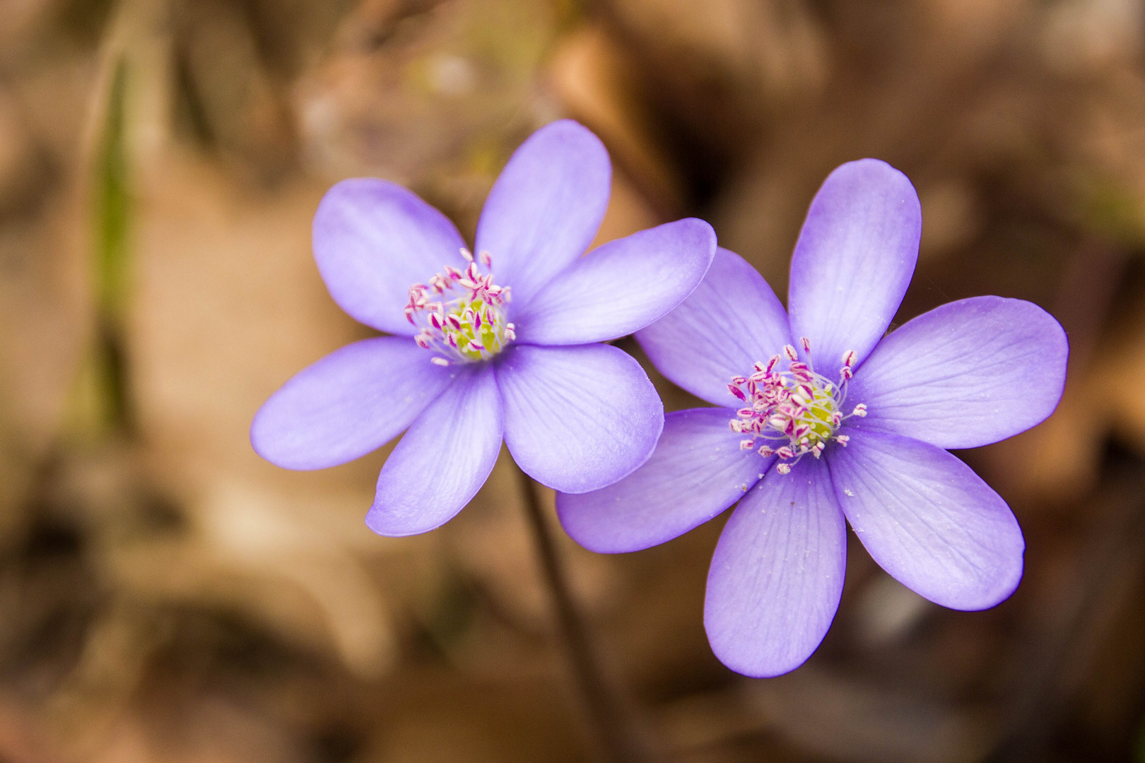 Frühling