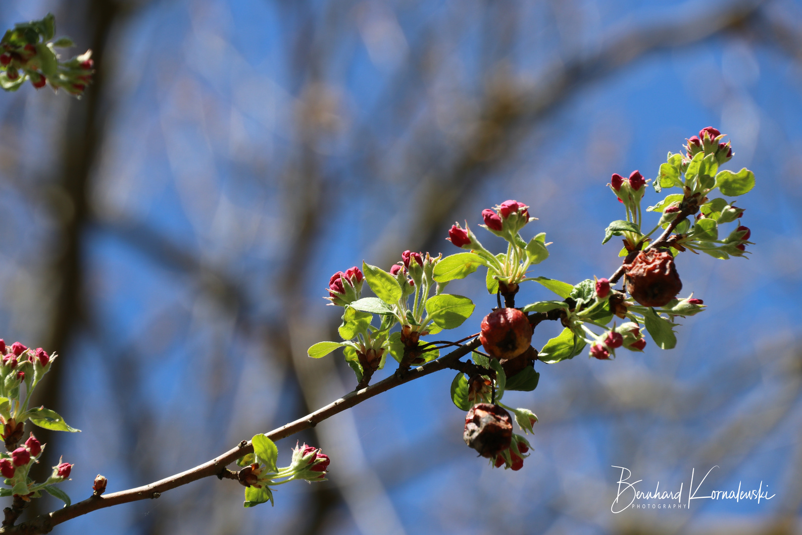 Frühling