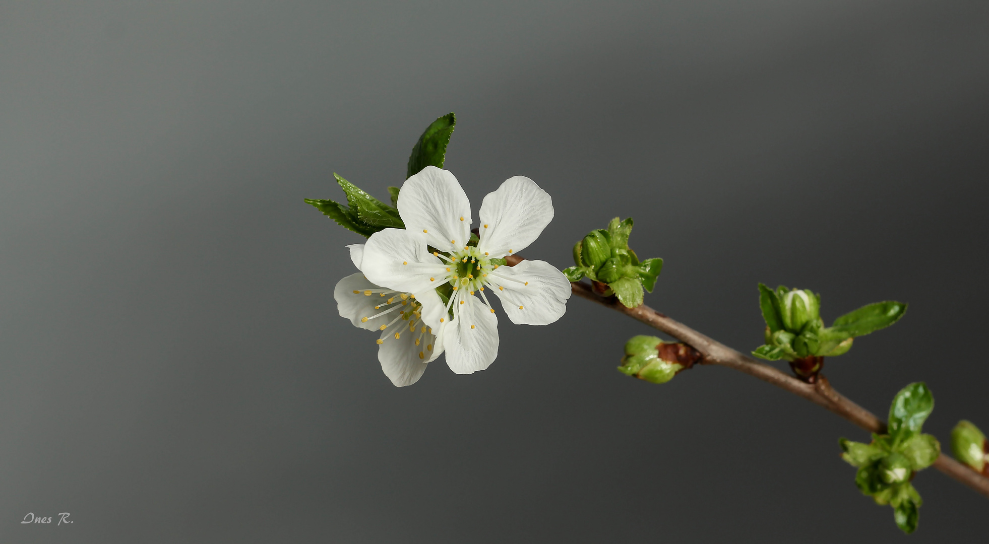 * Frühling  ?  *