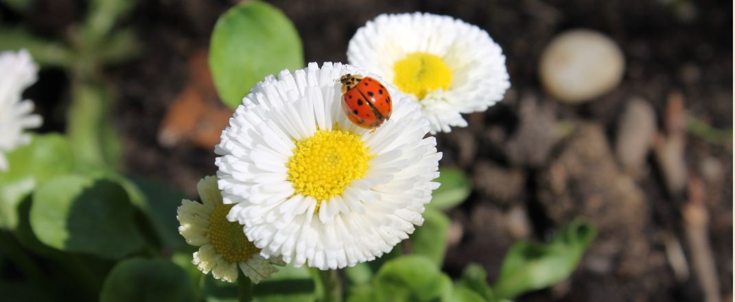 Frühling