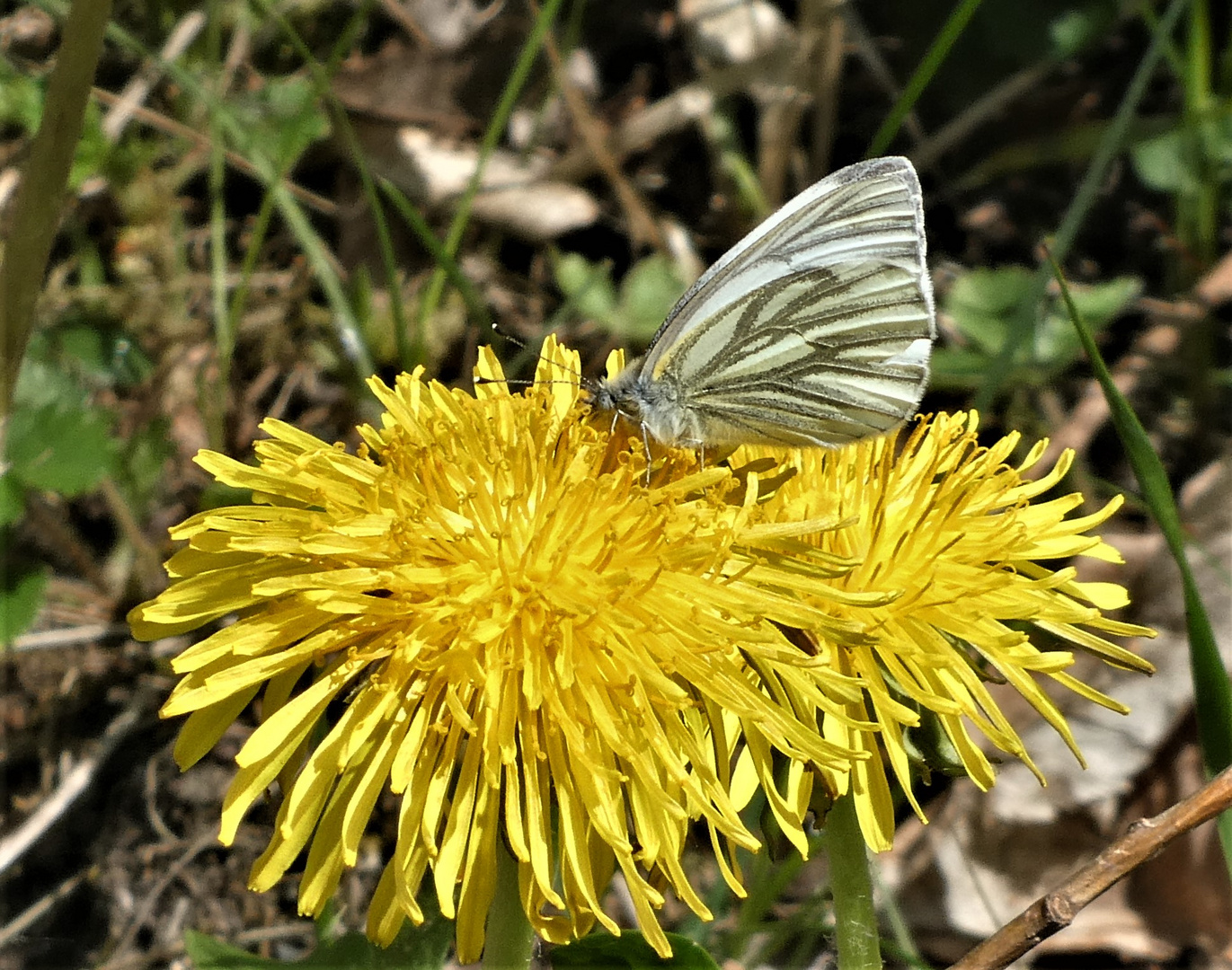 Frühling