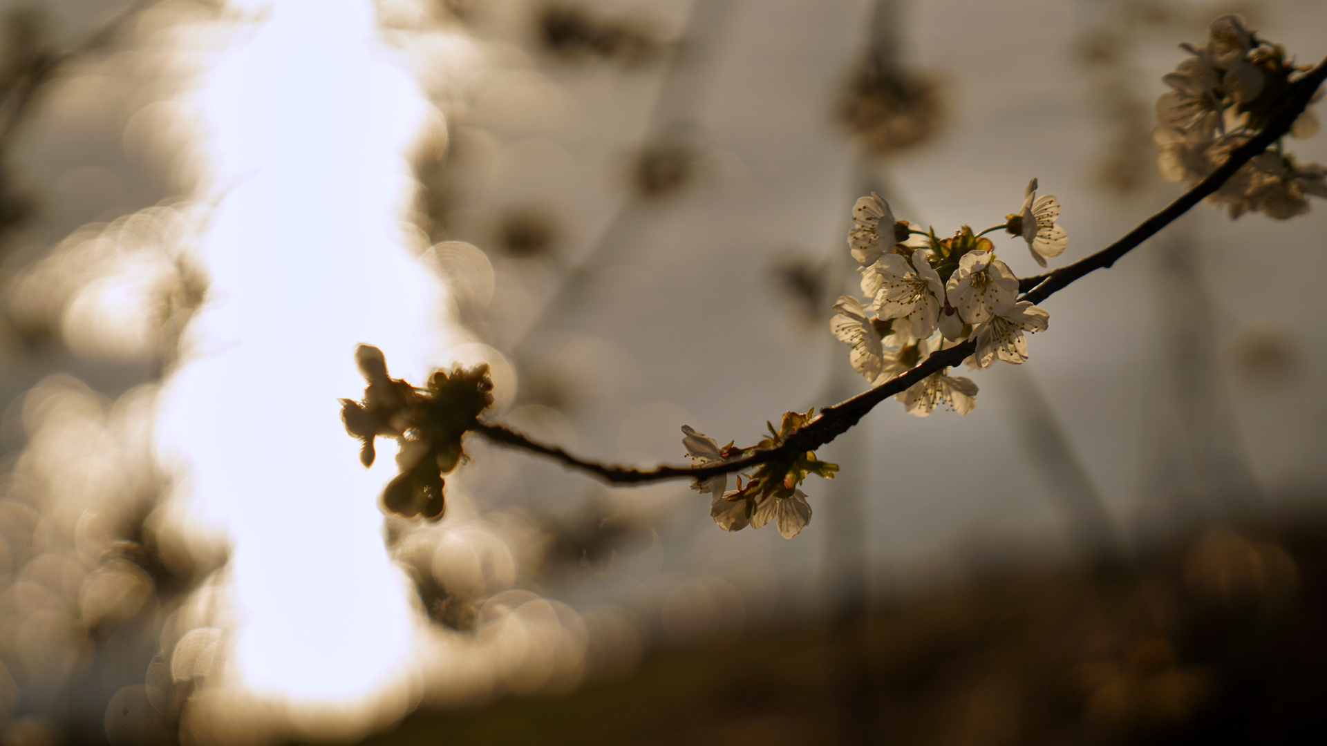 Frühling