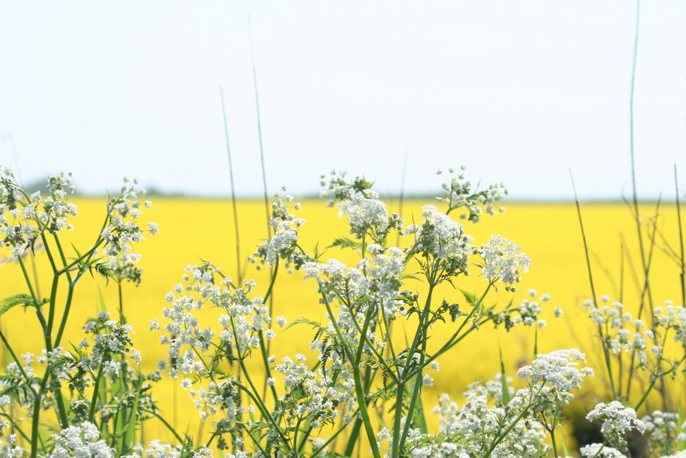 Frühling