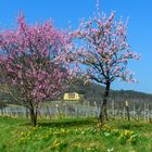 Frühling