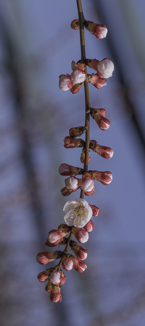 Frühling!