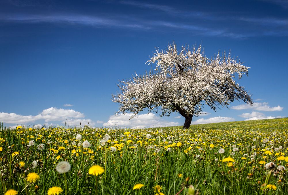 Frühling (3)...