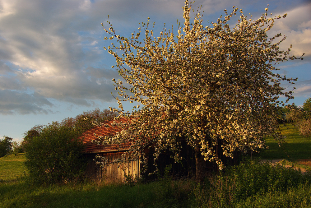 Frühling 3