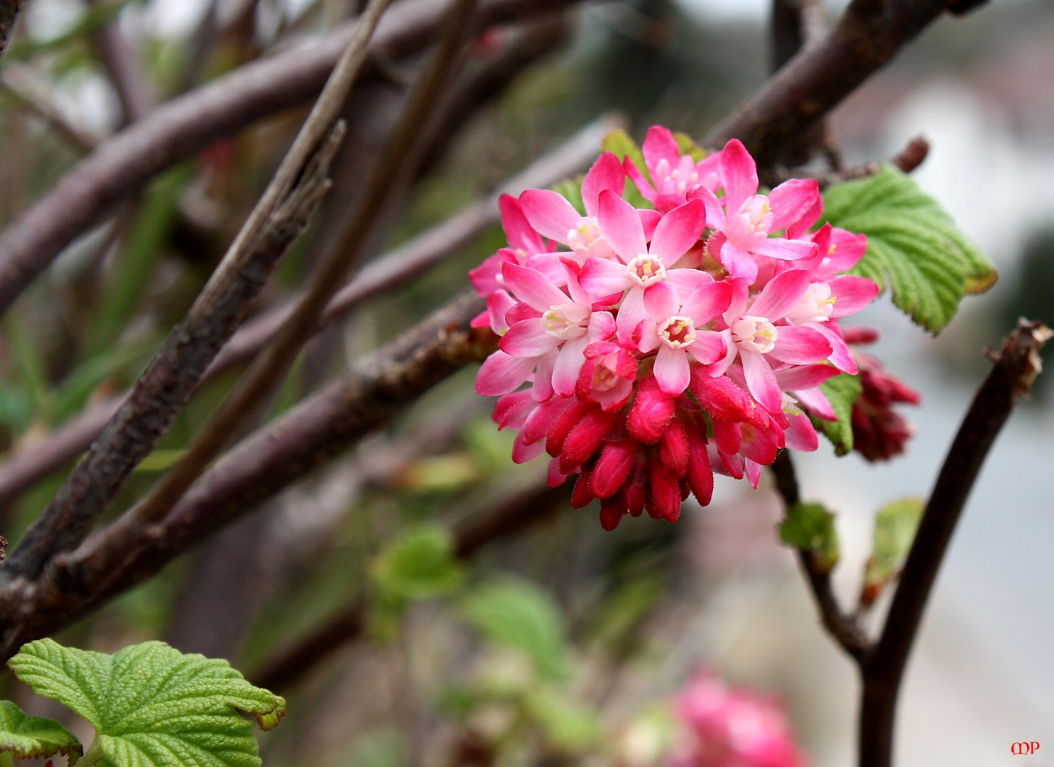 Frühling (3)