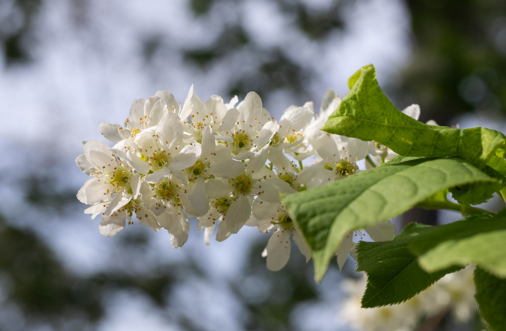 Frühling 3