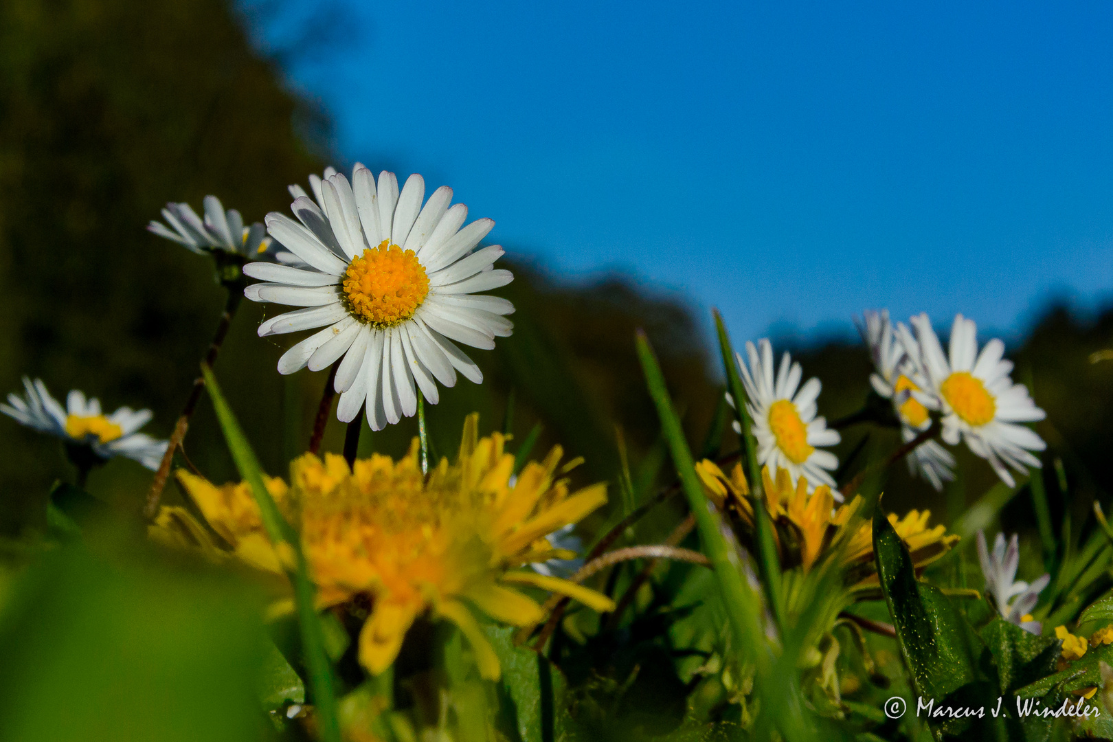 Frühling 3