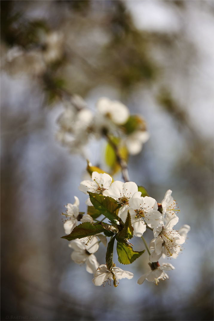 Frühling (3)