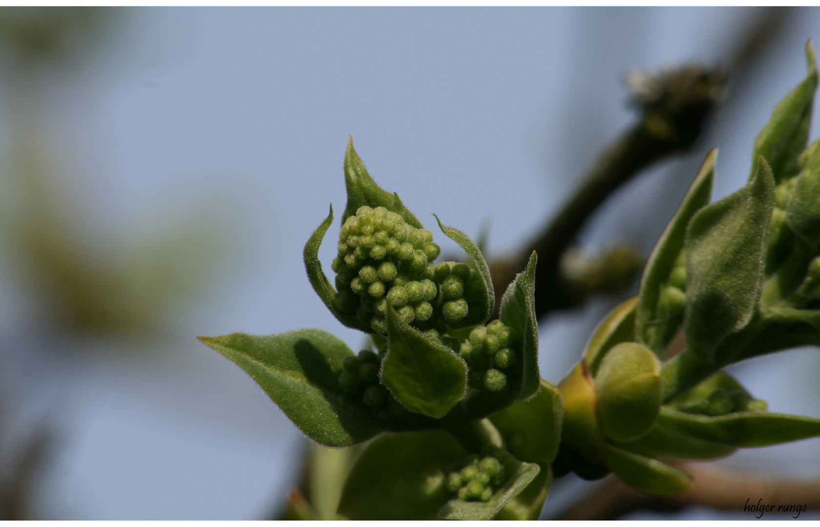 Frühling 3