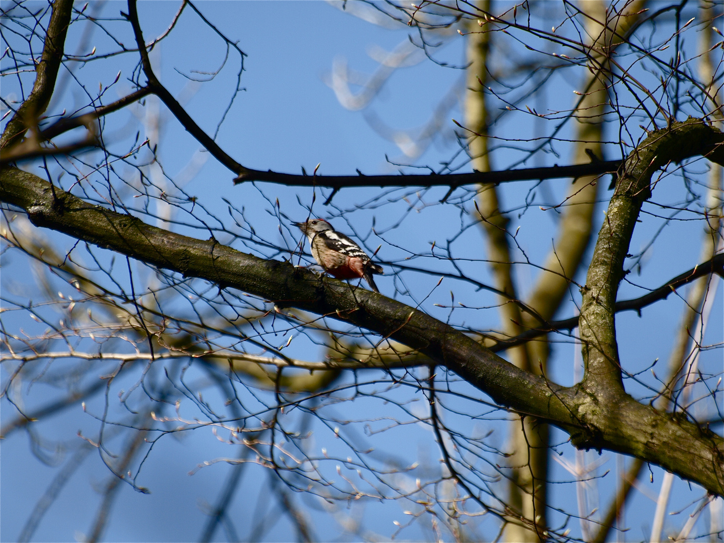 Frühling 3