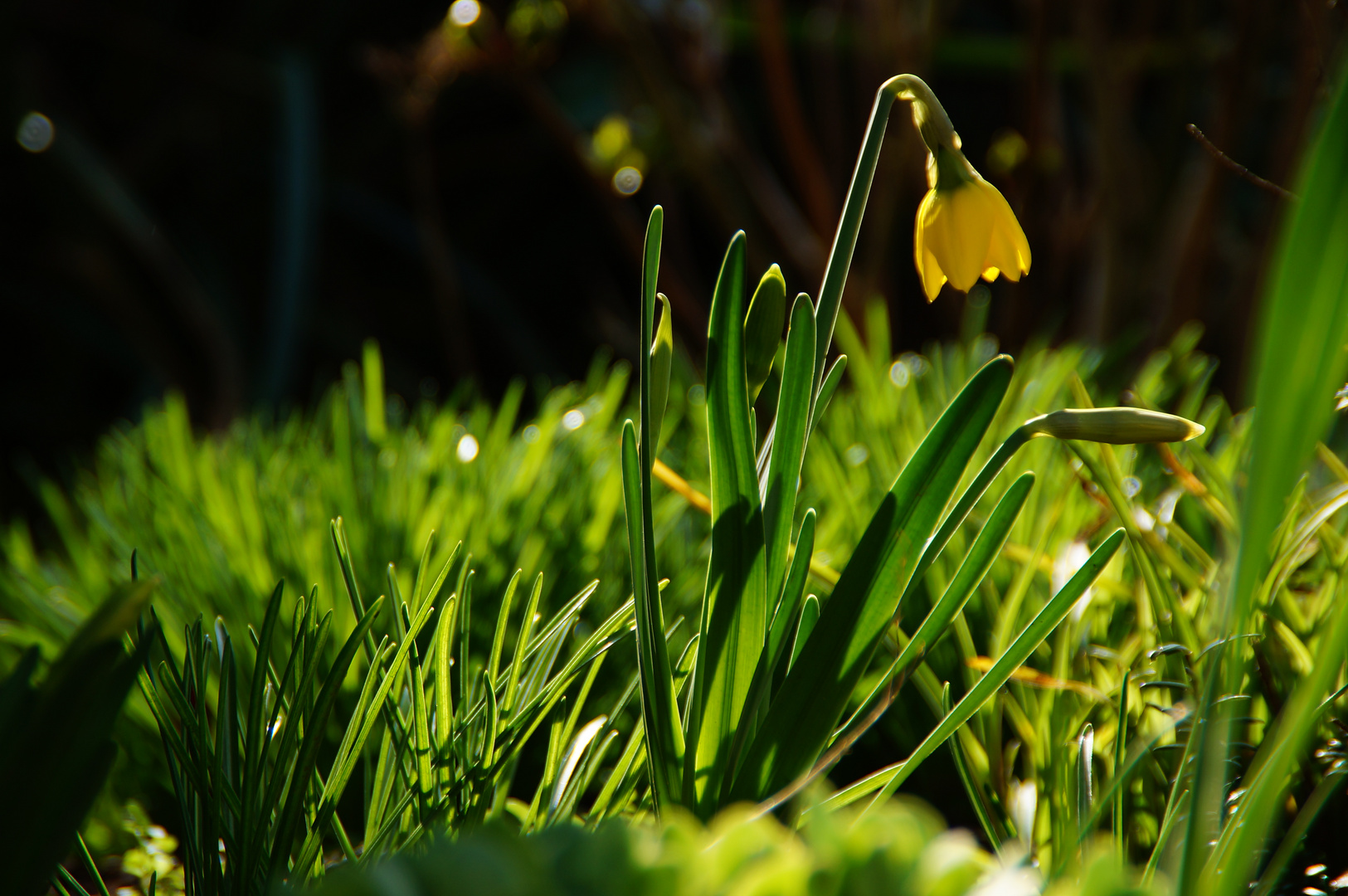 Frühling 3