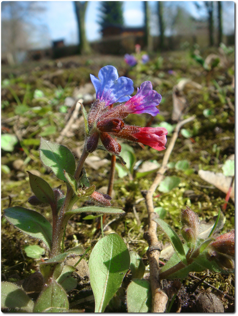 Frühling 