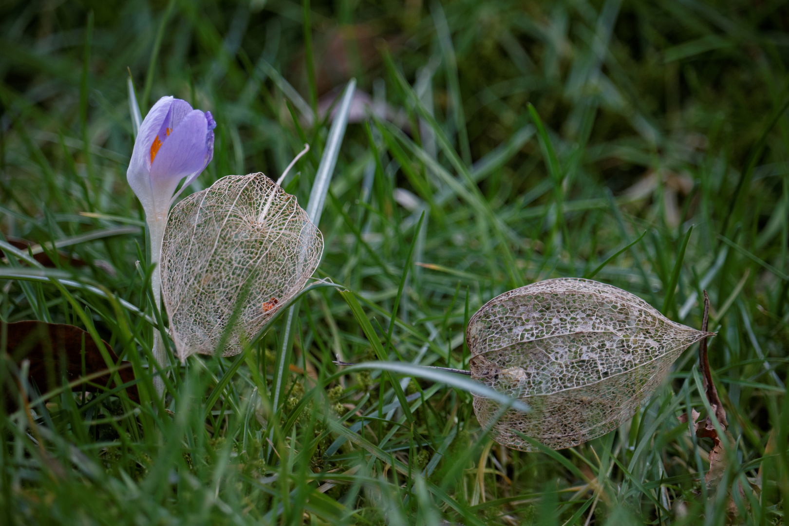 Frühling 3