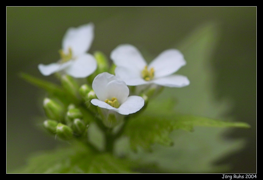 Frühling 3