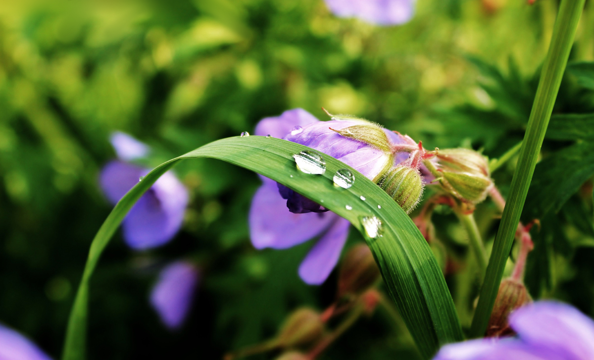 Frühling 