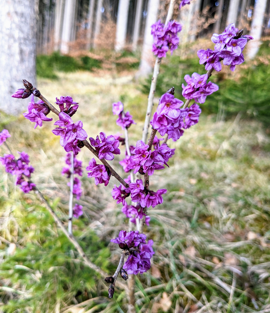 Frühling 3 -endlich Farbe im Wald