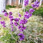 Frühling 3 -endlich Farbe im Wald