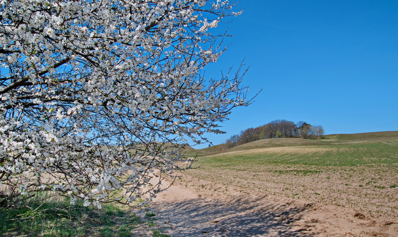 Frühling