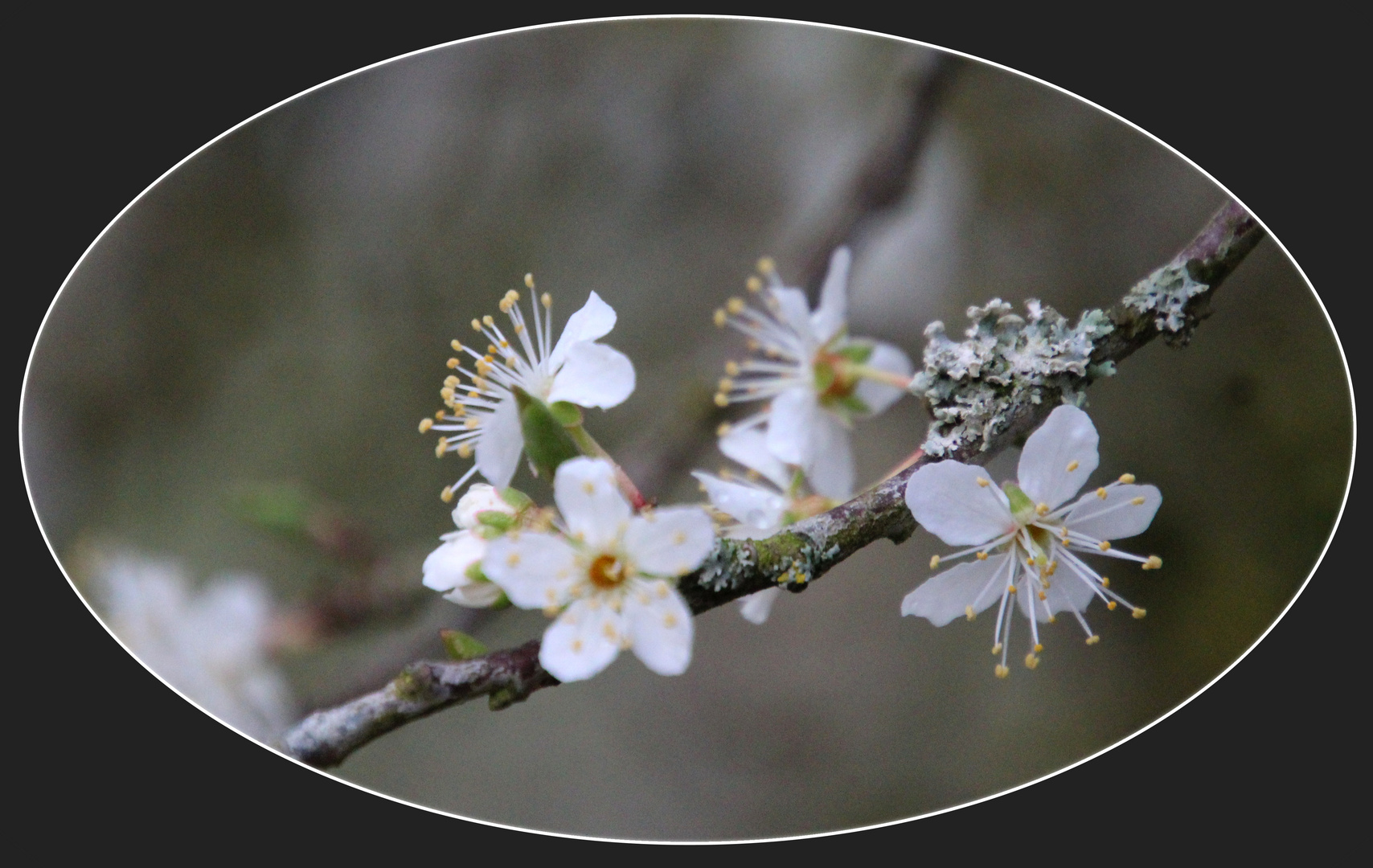 " Frühling "