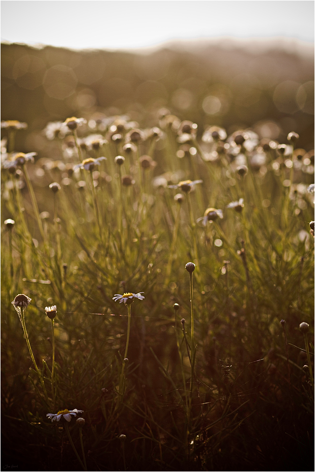 frühling