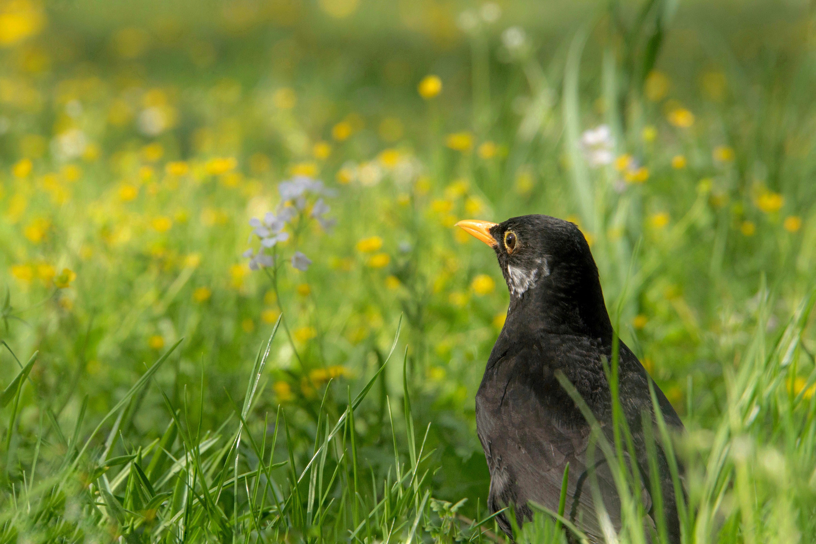 Frühling