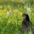 Frühling