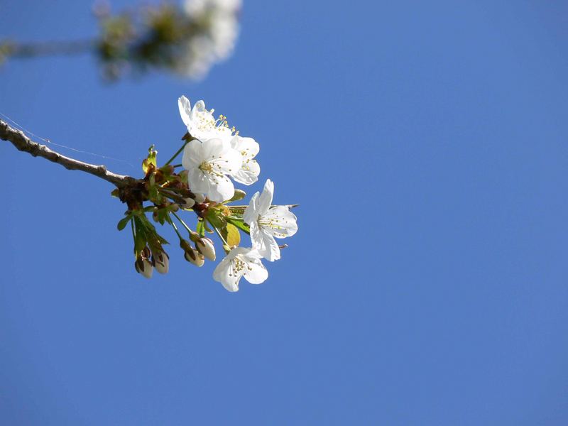 Frühling