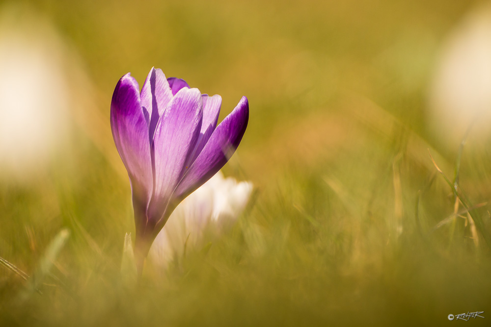 ... Frühling ...