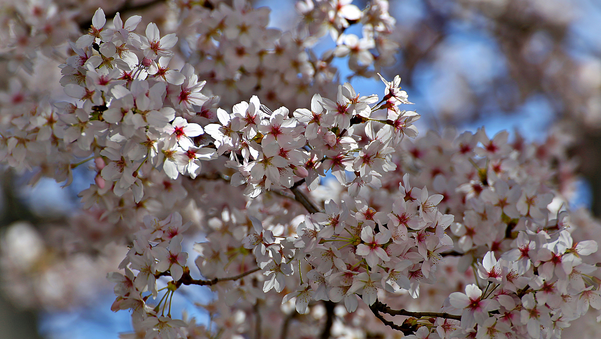 Frühling