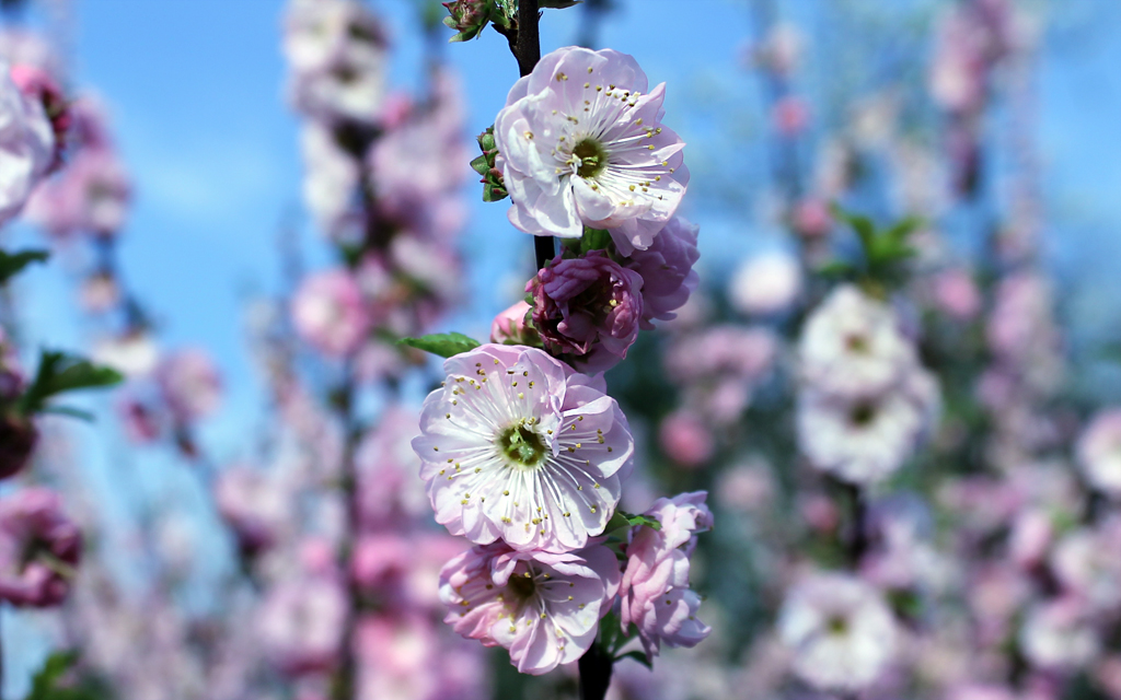 Frühling 3/2014/001