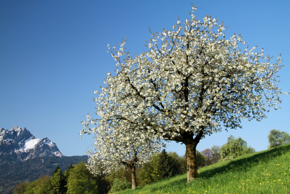 Frühling