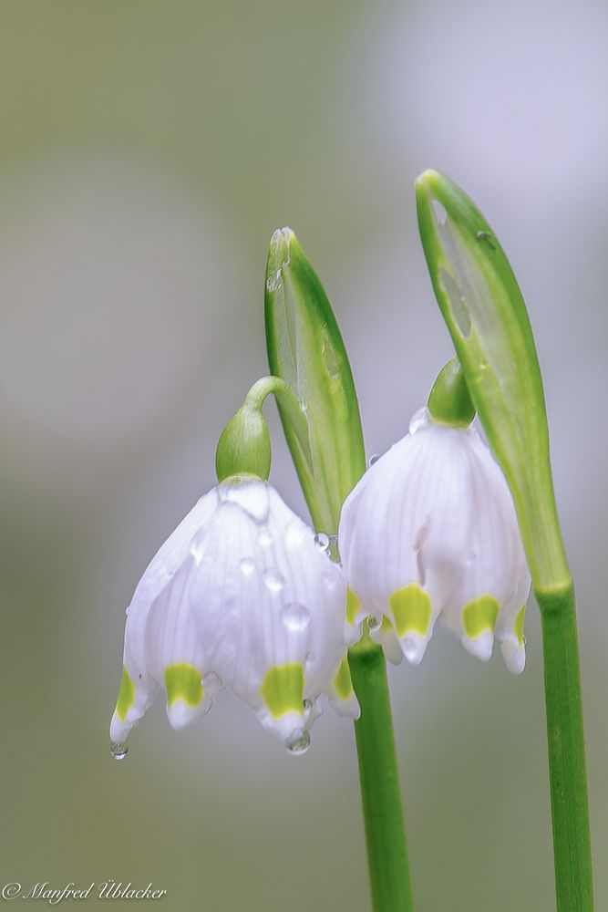 Frühling ...