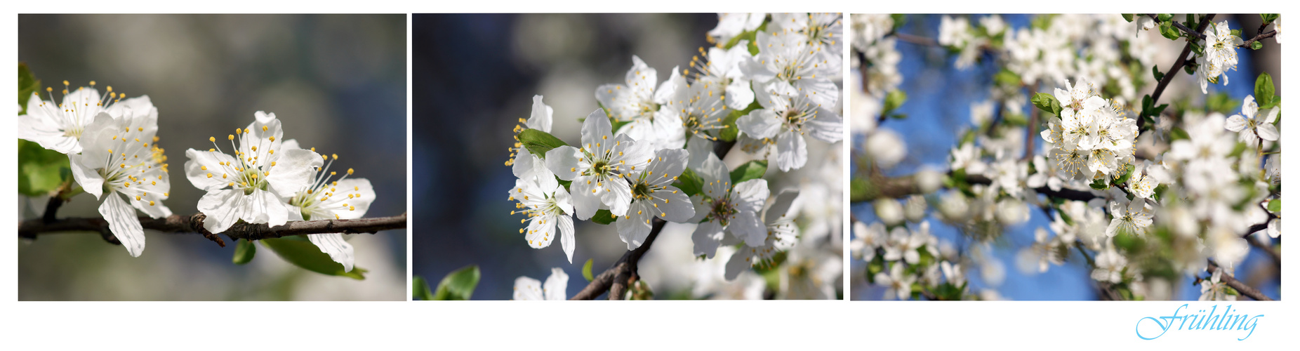 Frühling