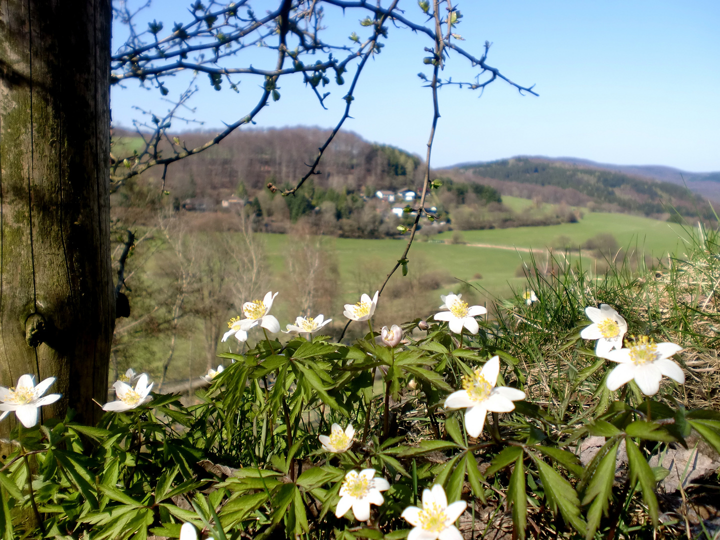 Frühling :)