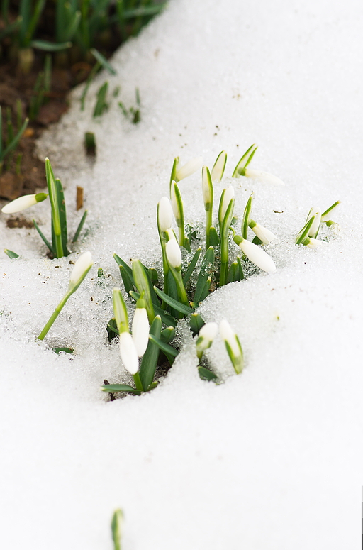 Frühling.............