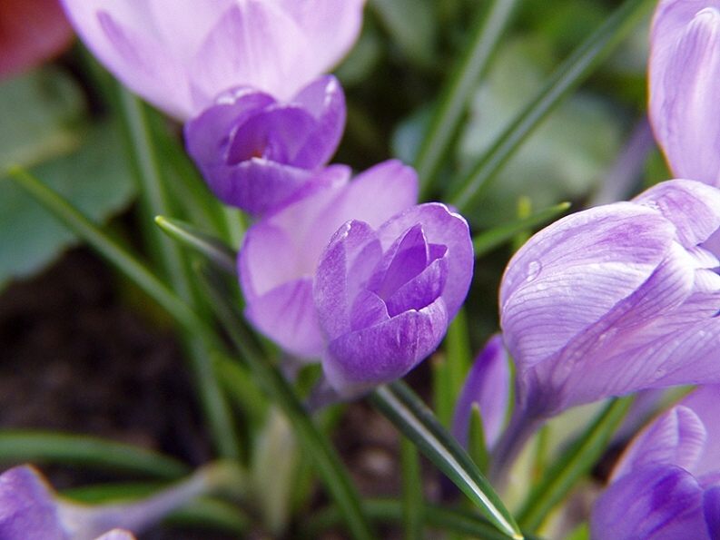 Frühling