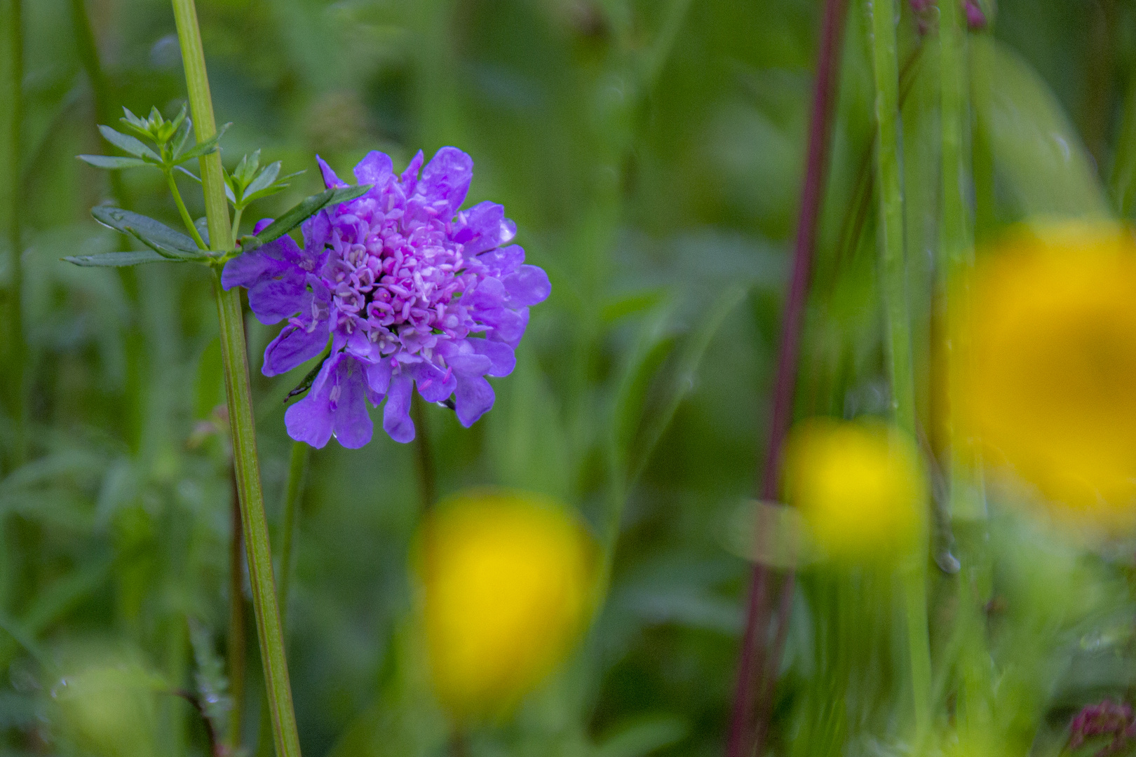 Frühling