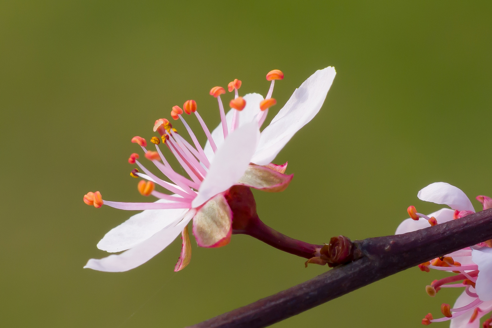 Frühling