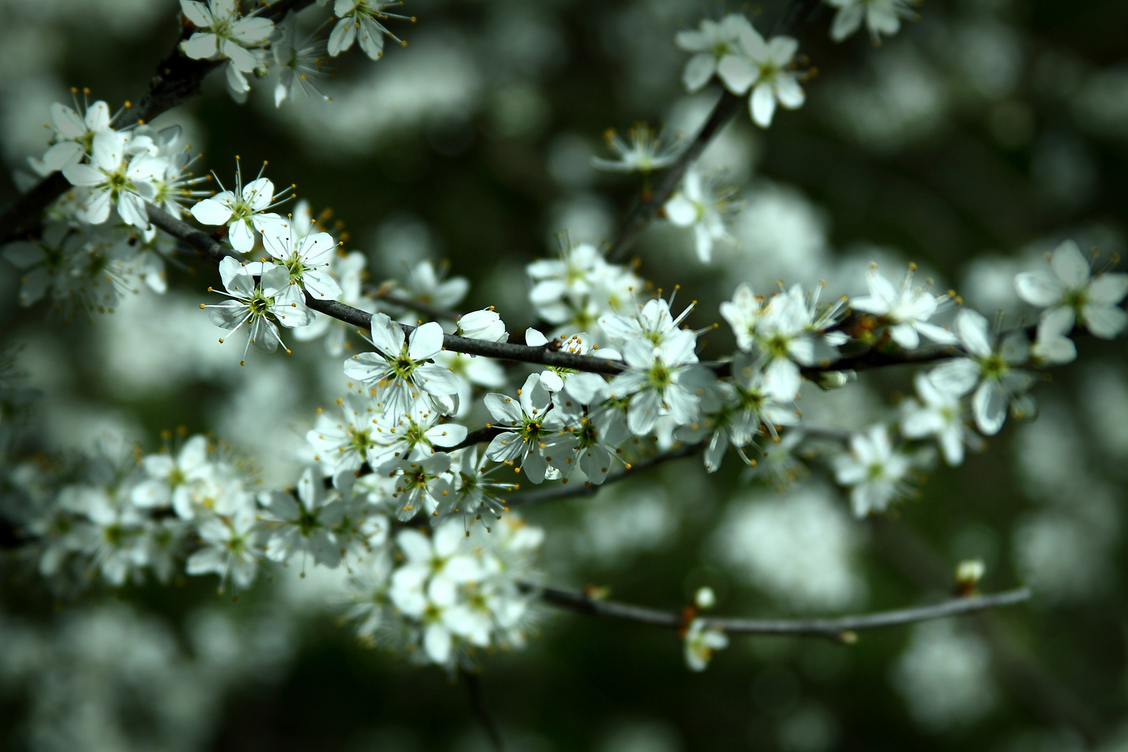 frühling...