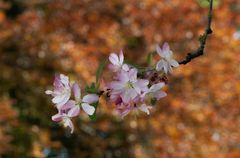Frühling