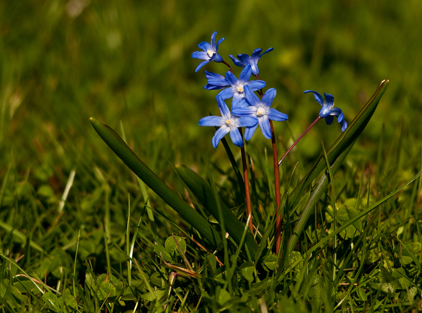 Frühling