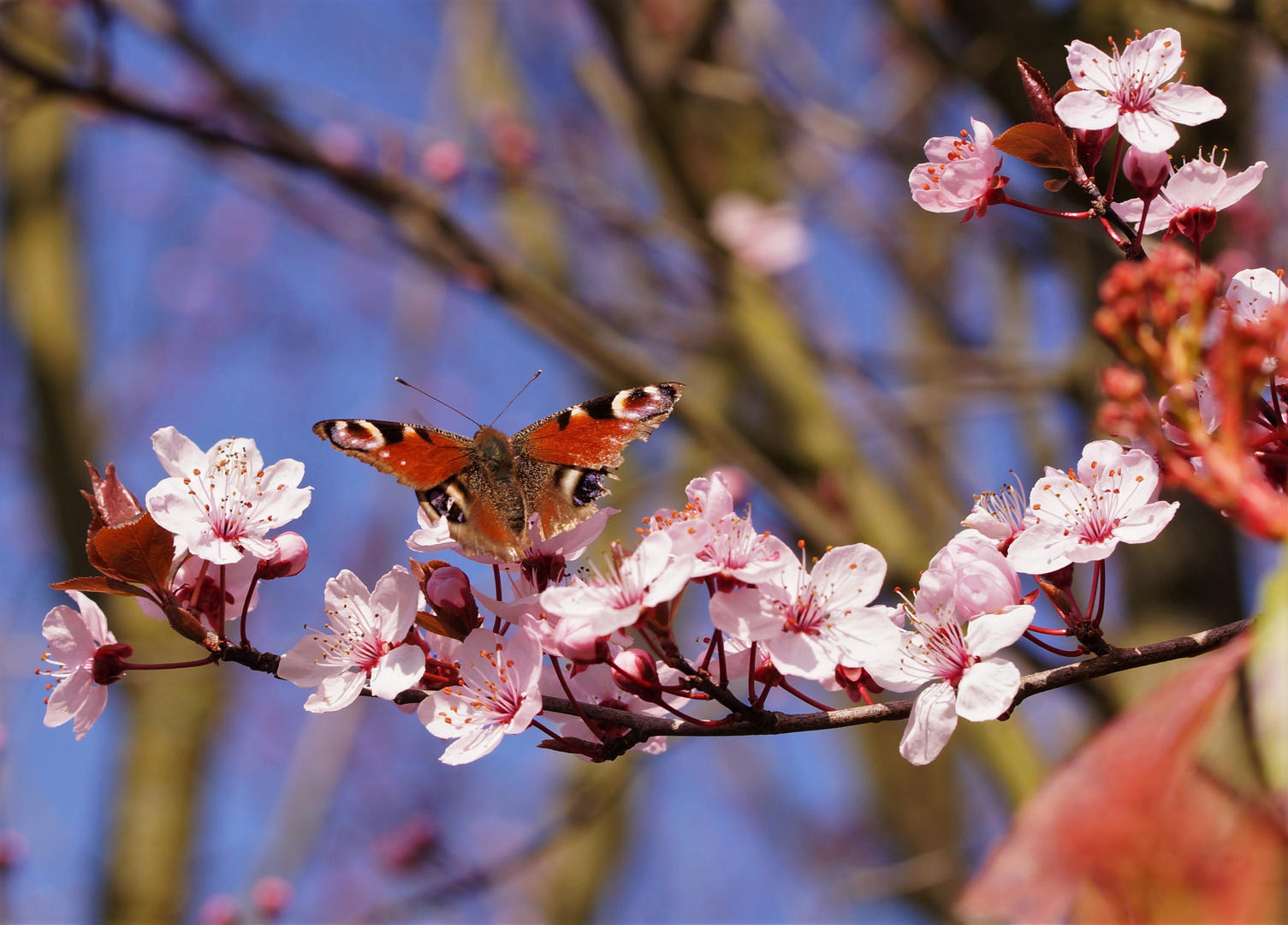 Frühling