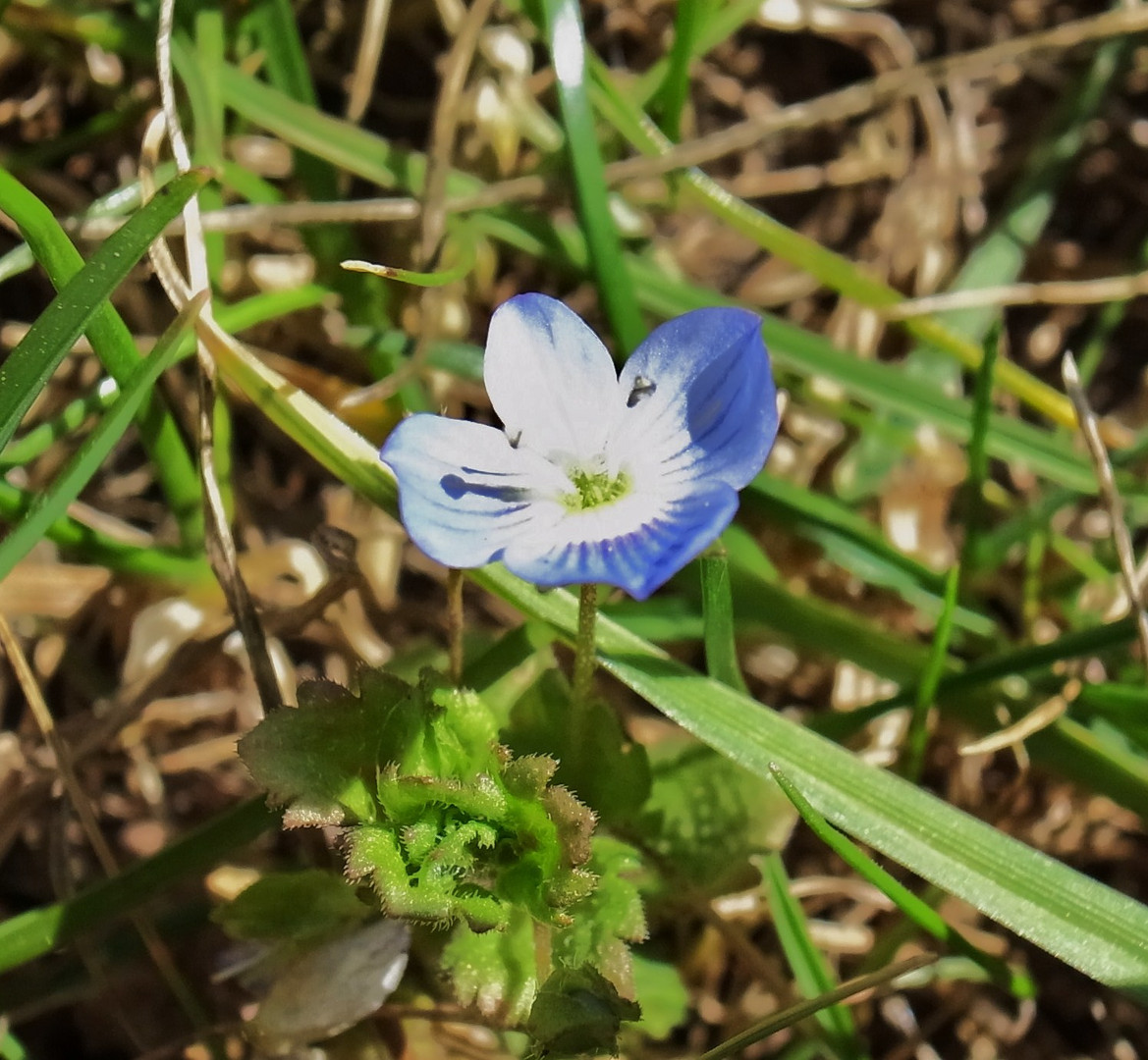 Frühling!